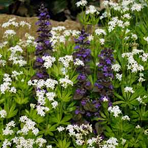 Clusters of small, white, starry Galium flowers, punctuated by spikes of bright purple Ajuga, provide ground cover in a low maintenance garden border.