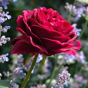 A stately red-pink Rosa ‘Falstaff’ flower against the delicate blue of Nepeta flowers in a garden border.