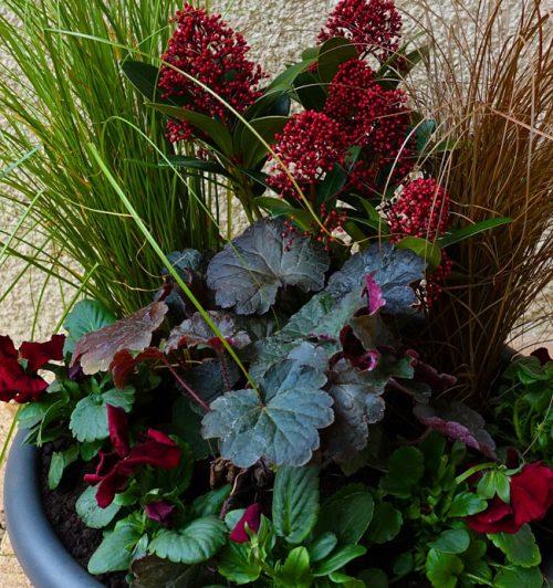 11 Best Shrubs For Winter Containers