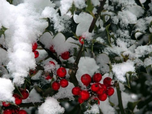 Holly in snow