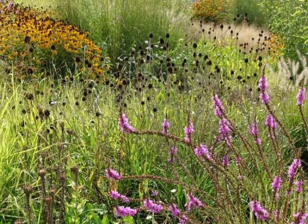 Prairie Planting at Lascaux – Gardening Ideas from the Weatherstaff ...